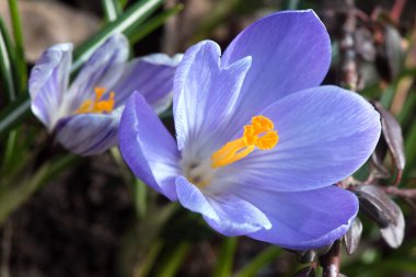 Mavi çiğdemler çiçeği