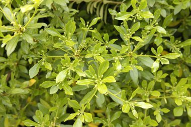 Şimşir - yaprakları ve tomurcukları