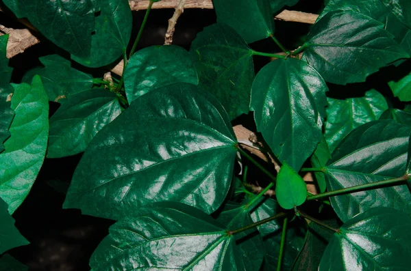 Alocasia Sanderiana Bull.Herbaceous tanaman, daun tunggal ujung menunjuk adalah cekung, tepi gelombang tebal dan keras, lembar atas hijau tua . — Stok Foto
