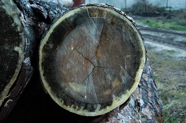 Photo rapprochée d'un tronc d'arbre tombé, forêt dans le fond flou — Photo