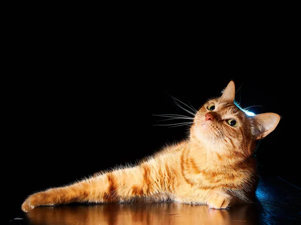 Koyu tonda kırmızı kedi, refleksle