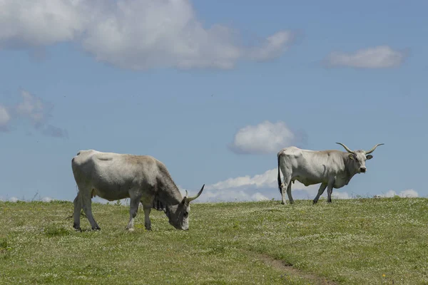 Vacas Maremman pastando en el cielo — Foto de Stock