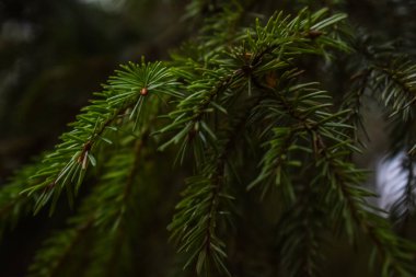 Çam ağaçları yakında.