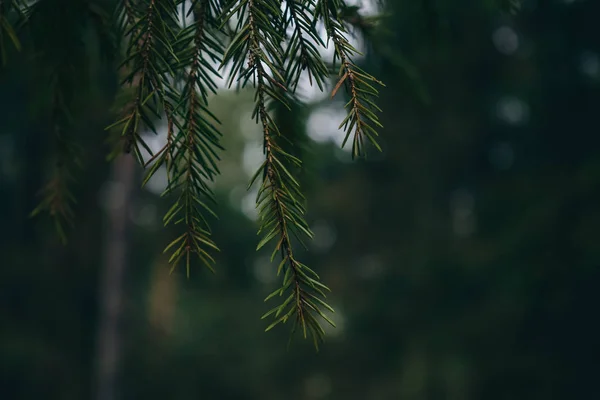 Сосни Лісі — стокове фото