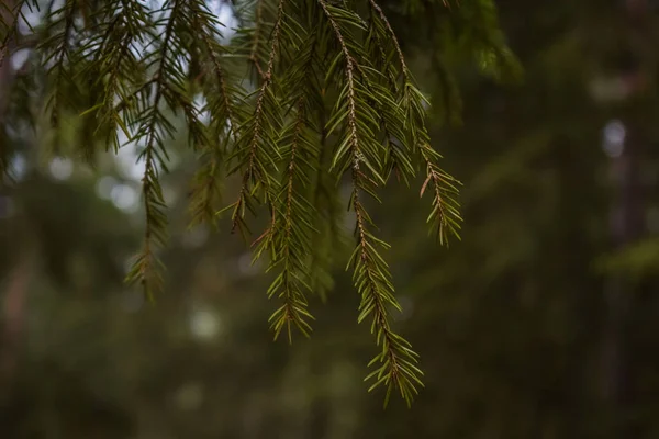 Сосни Лісі — стокове фото