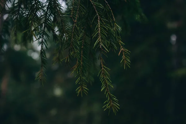 Dennenbomen Close — Stockfoto