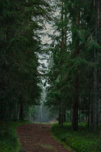 Kiefern Nahaufnahme — Stockfoto