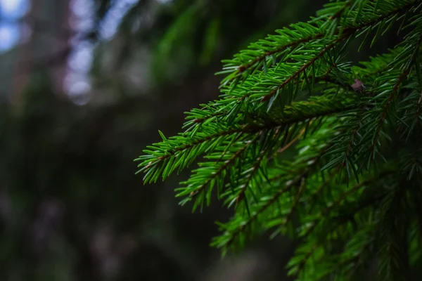 Dennenbomen Close — Stockfoto