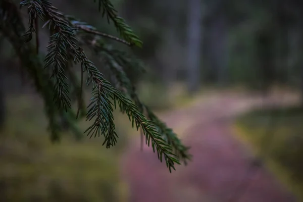 Pine Trees Close — Stock Photo, Image