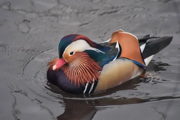 Canard Mandarin Gros Plan — Photo