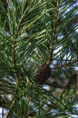 Çam ağacı iğneleri yakın çekimde.