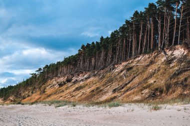 çam ağaçları sahilde