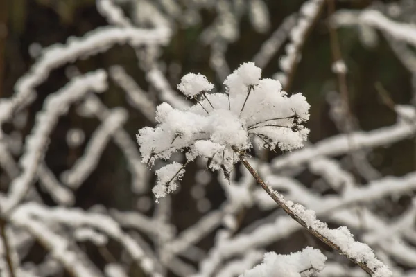 Winterlandschap Het Bos — Stockfoto