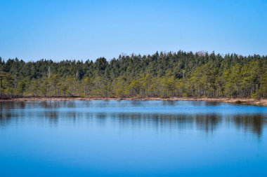 Sudaki ağaç yansımaları