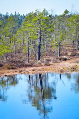 Sudaki ağaç yansımaları