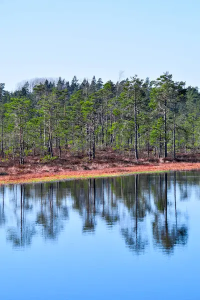 Tree reflections in the water