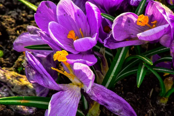 Fioletowe Kwiaty Zbliżeniu — Zdjęcie stockowe