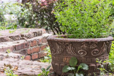 Yakınlarda yıkılmış bir tuğla merdiven var. Eski park. Vahşi bitkiler. Metin için boşluk