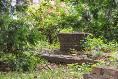  Vahşi bitki örtüsü. Terk edilmiş park. Metin için boşluk