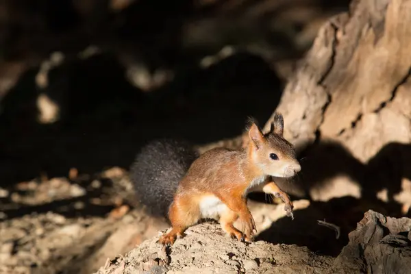 Um esquilo vermelho — Fotografia de Stock