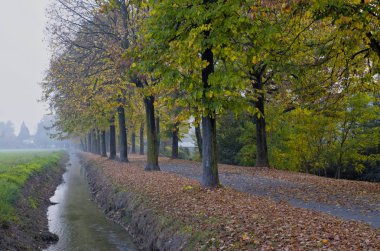 bazı sonbahar yaprakları bir ayrıntı