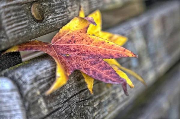 Bazı sonbahar yaprakları bir ayrıntı — Stok fotoğraf