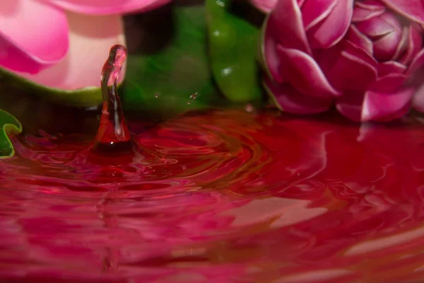 Un detalle de gota roja y flor —  Fotos de Stock