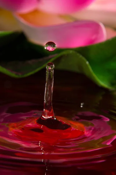 Um detalhe de gota vermelha e flor — Fotografia de Stock