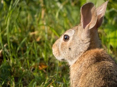Küçük bir tavşan