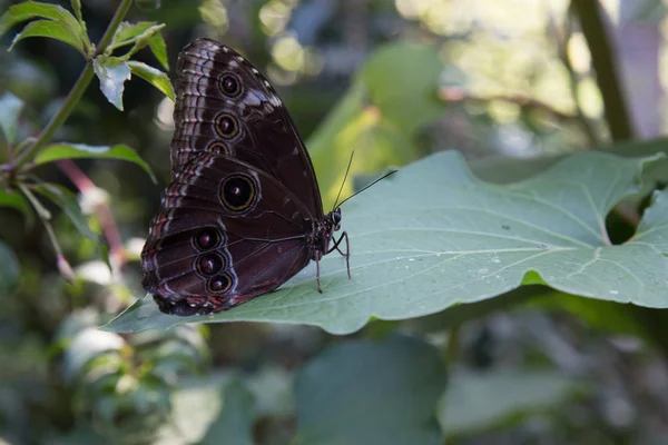 Um detalhe de uma borboleta — Fotografia de Stock