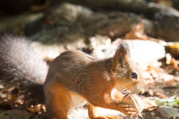 Um esquilo vermelho — Fotografia de Stock