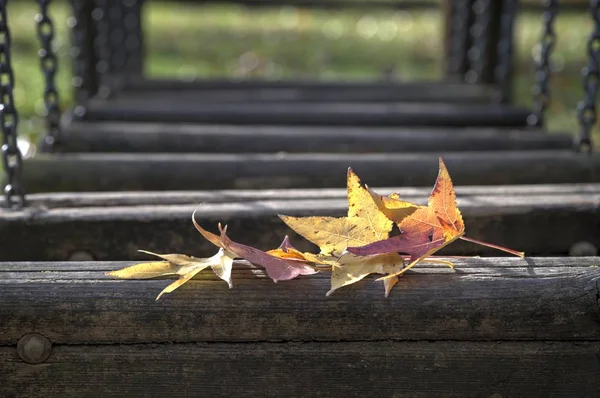 Turuncu sonbahar yaprağı — Stok fotoğraf