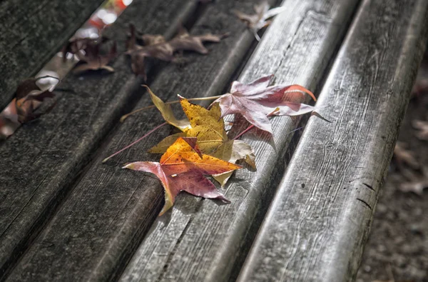Orangefarbenes Herbstblatt — Stockfoto