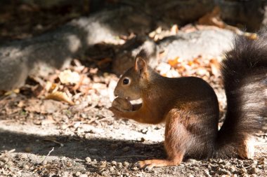 meraklı bir sincap bir görünümünü