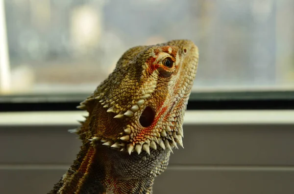 Beautiful bearded agama watching into the window in closeup