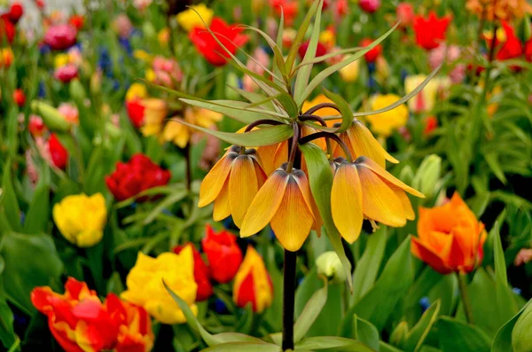 Lily 'nin etrafı lalelerle çevrili.