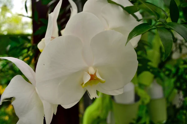 Closeup Branco Orchid Jardim Keukenhof — Fotografia de Stock