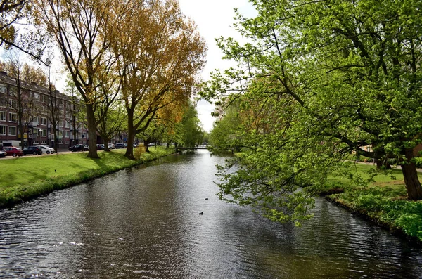 Amsterdam 'da yeşil ağaçları ve çimenleri olan bir kanal.