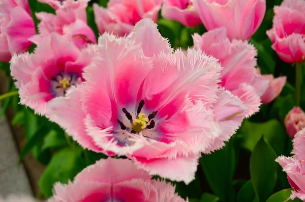 Gros Plan Tulipe Rose Dans Jardin Keukenhof — Photo