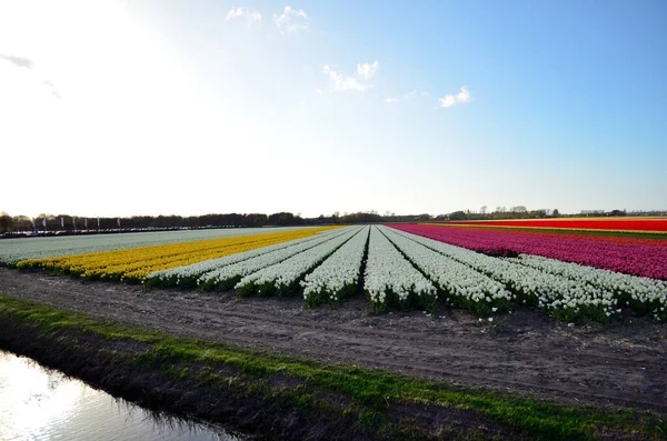 Keukenhof 'daki ünlü lale tarlaları