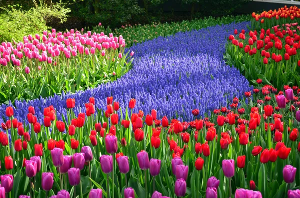 Keukenhof bahçesinde lalelerden ve sümbüllerden oluşan güzel bir çiçek bahçesi.
