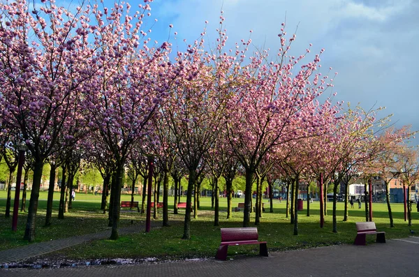 Amsterdam 'da çiçek açan pembe sakura sokağı