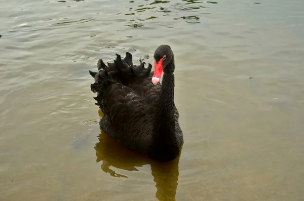 Cisne Negro Nadando Lago — Fotografia de Stock