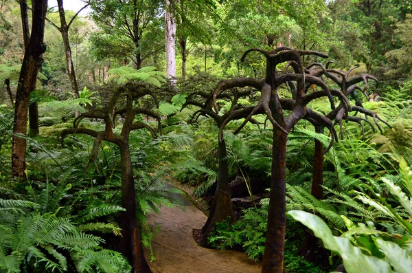 Singapur botanik bahçesinde yılan derisi ağaçlar