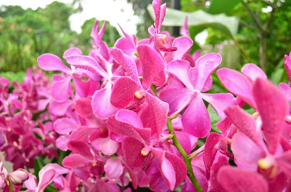 Bela Flor Orquídea Rosa Jardim — Fotografia de Stock