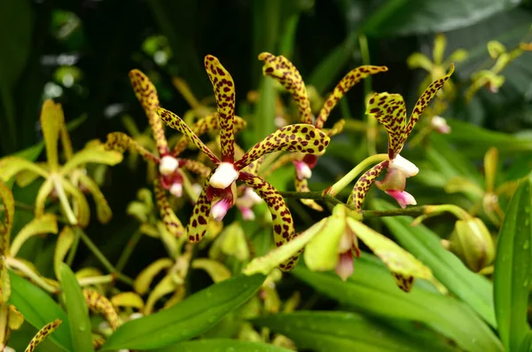 Bela Flor Orquídea Manchada Close Jardim — Fotografia de Stock