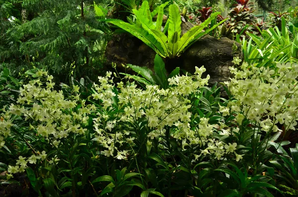 Linha Flor Orquídea Verde Jardim — Fotografia de Stock