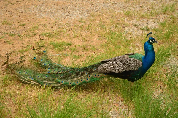 Vahşi tavus kuşu Filerimos 'ta bulundu.