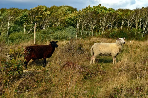 Kara koyun ve beyaz koyun yan tarafa bakıyor. 