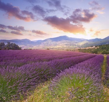 Summer sunset landscape with lavender field  clipart